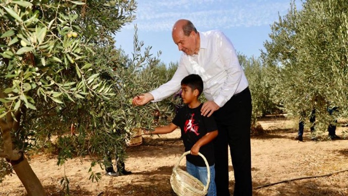 Cumhurbaşkanı Ersin Tatar, Zeytin Hasat Festivali’ne katıldı